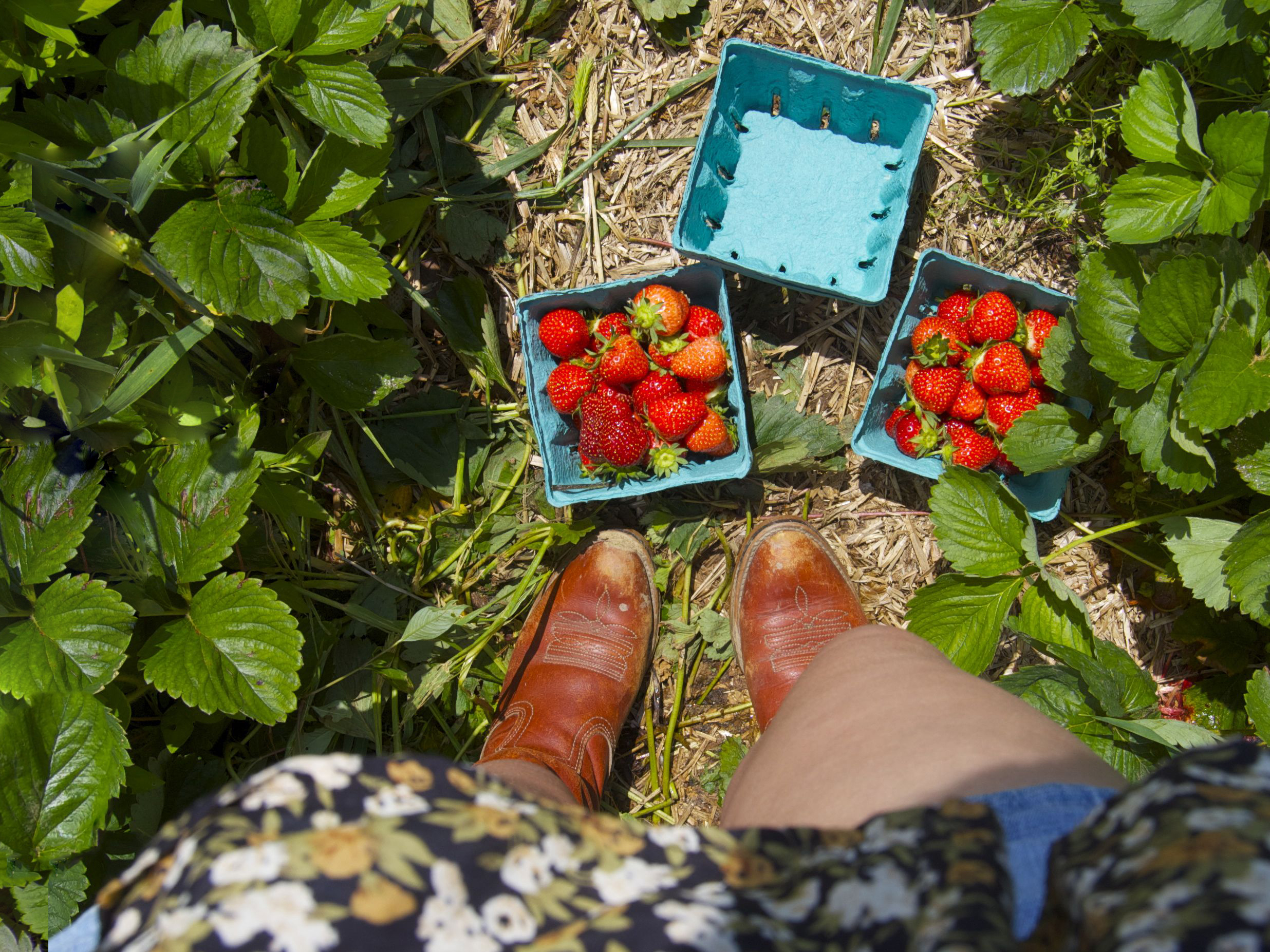 Strawberry picking