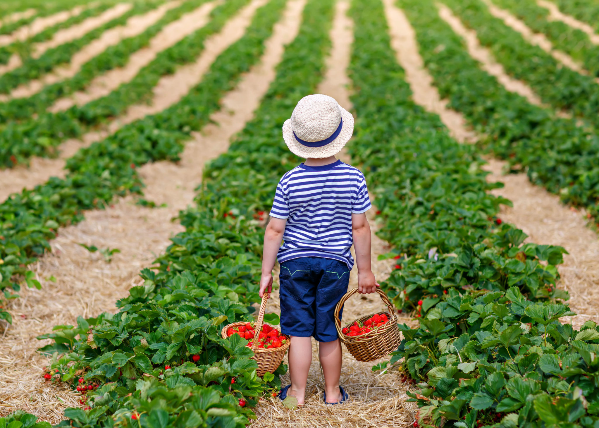 Little boy holding baskets full of strawberries in a field
