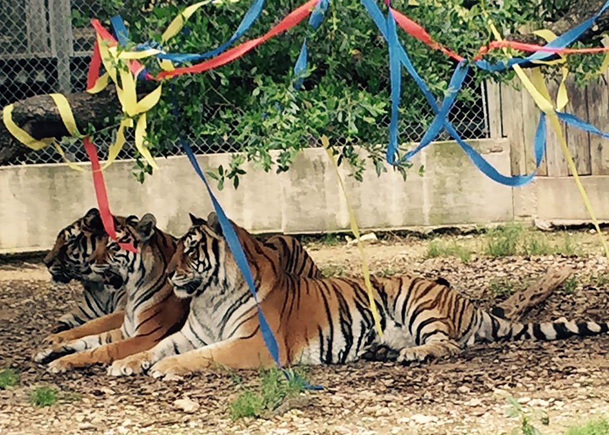 Animals at the Austin Zoo