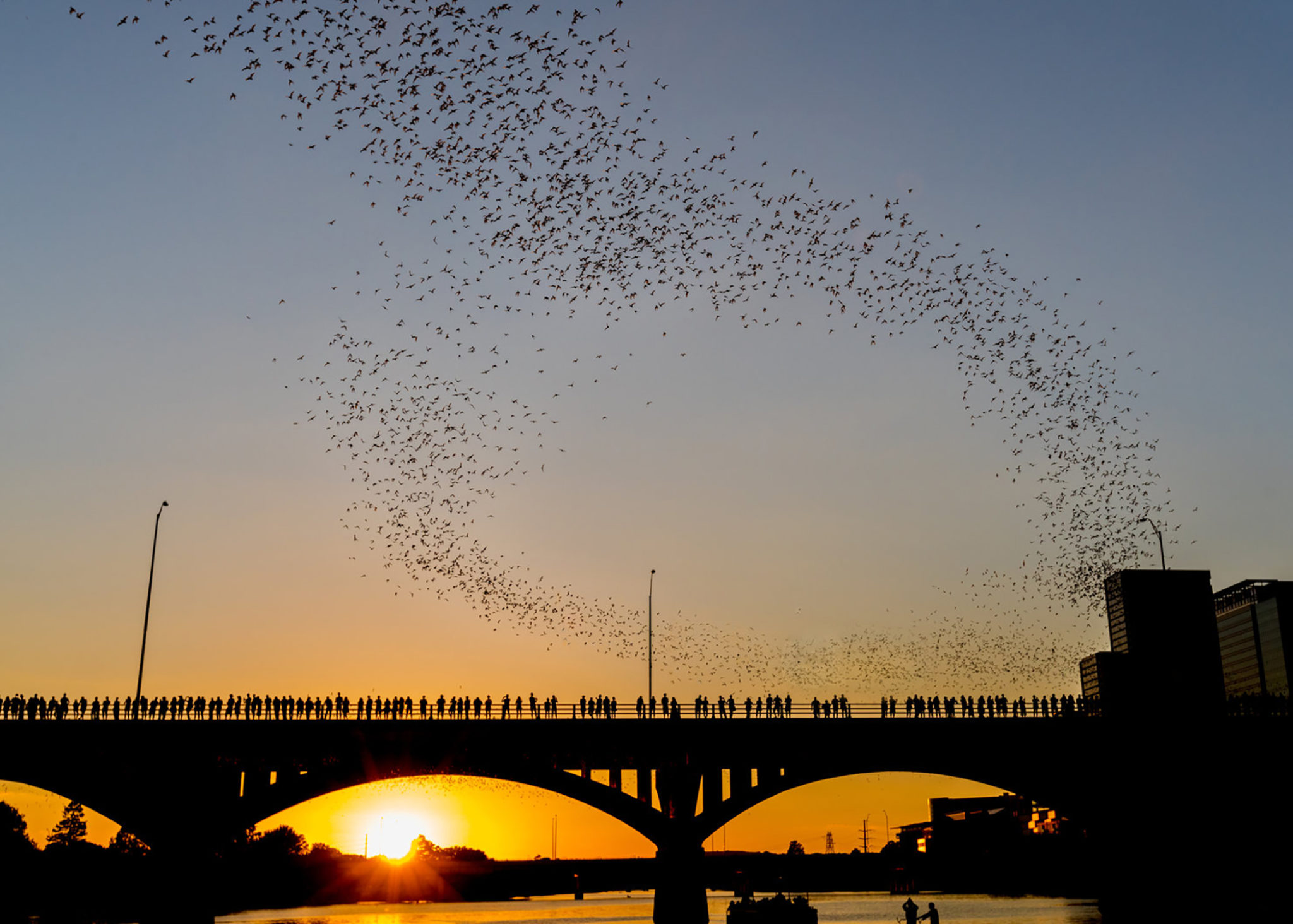 Bats flying out from under an Austin bridge