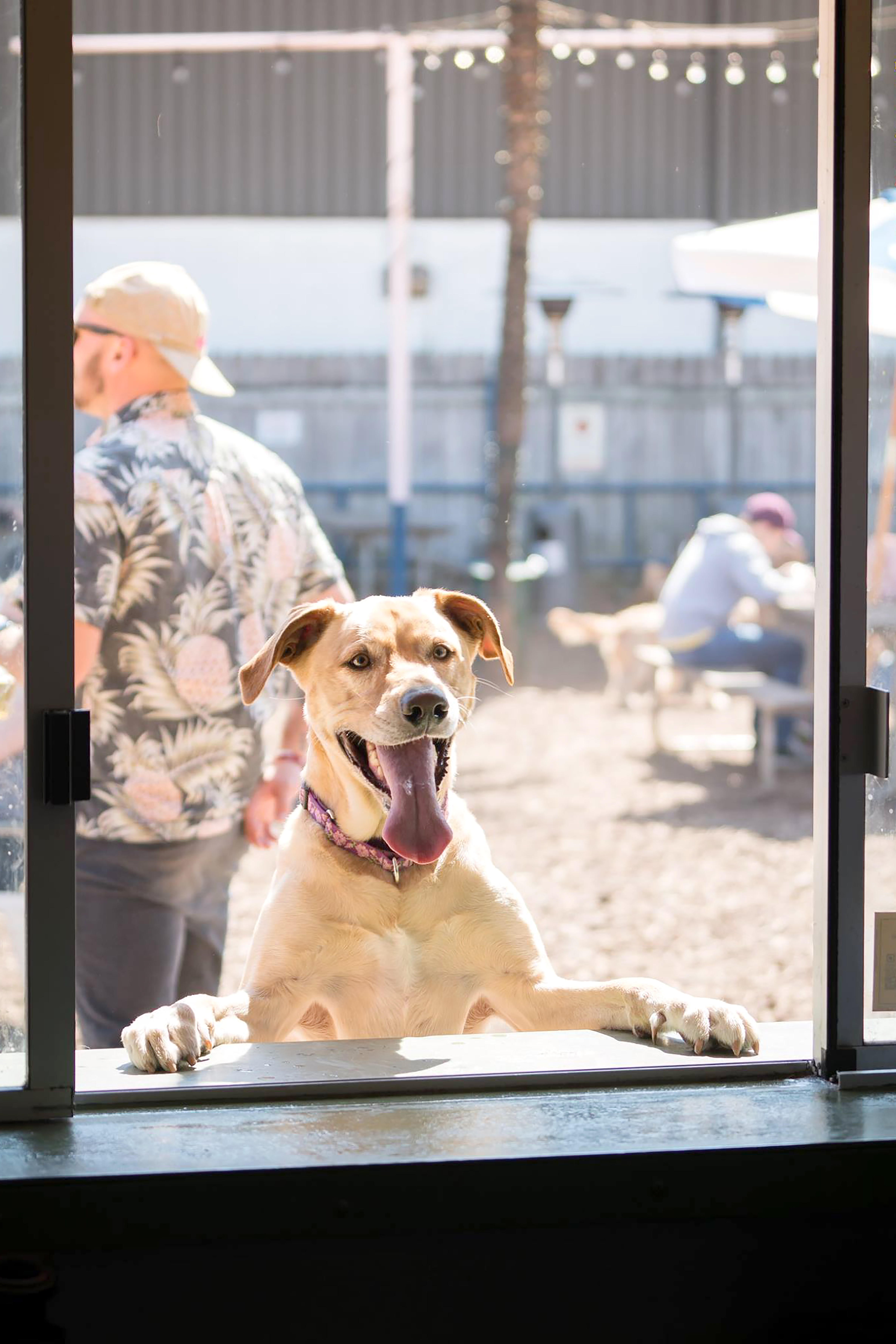 Dog-friendly bar