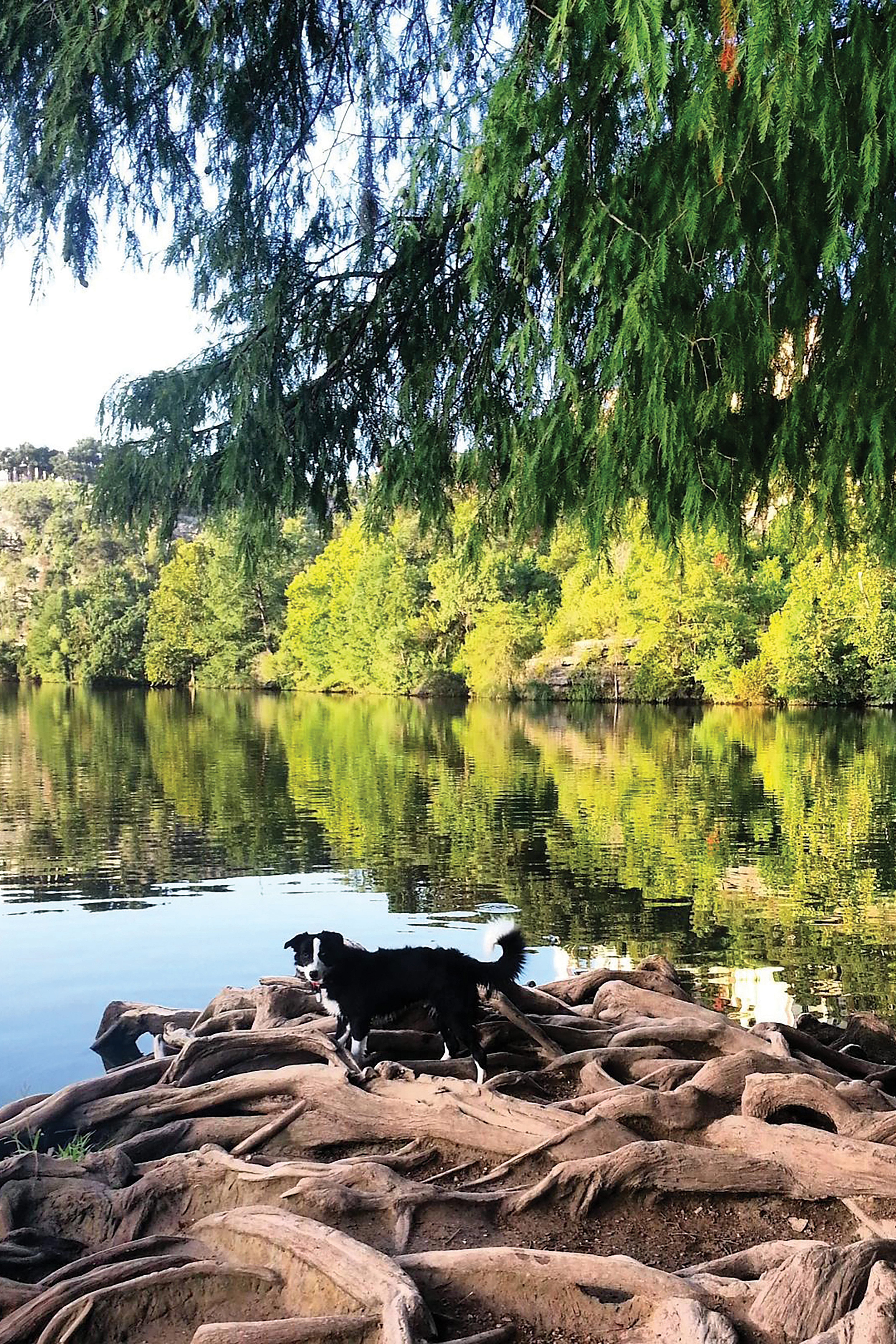 Dog by water