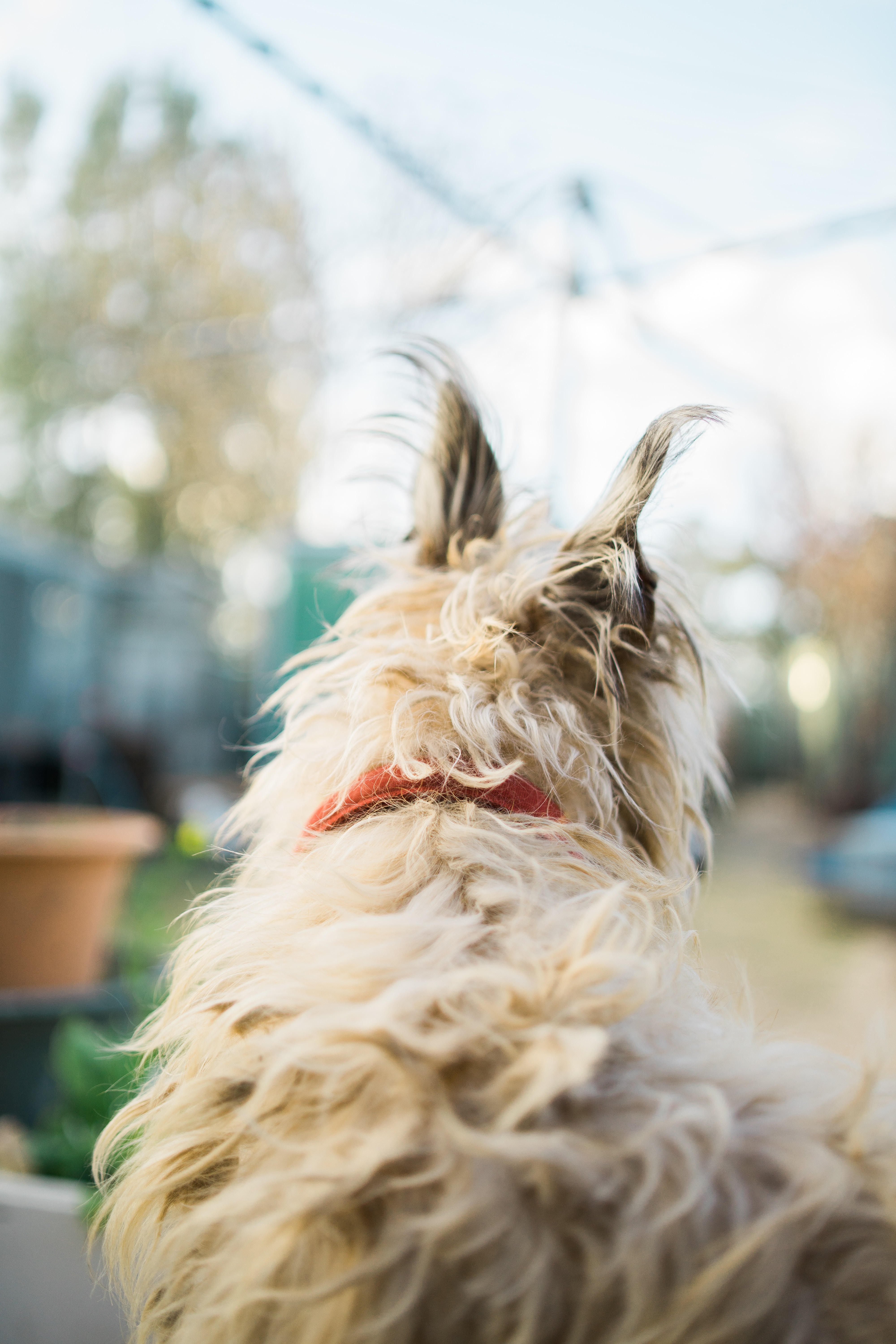 Scruffy dog