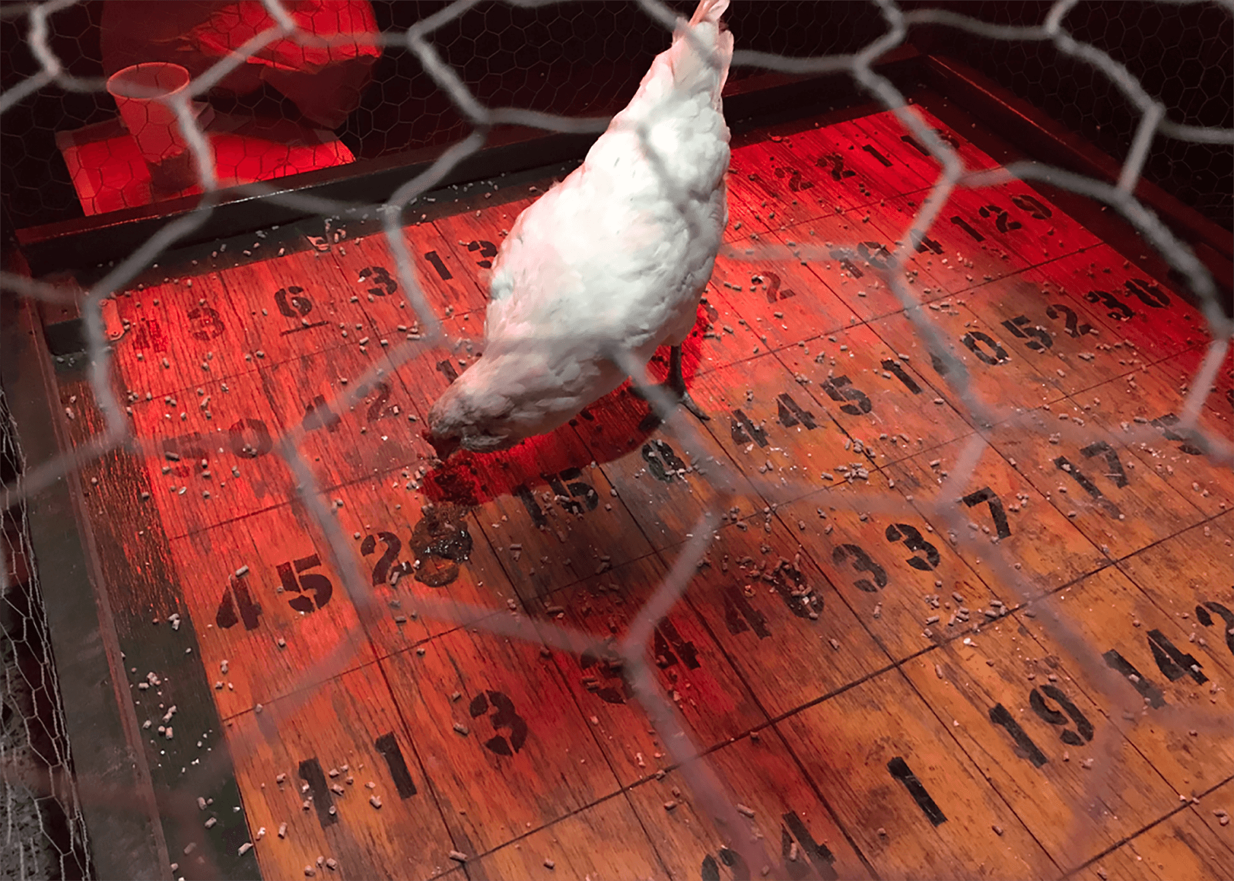 Chicken shit bingo