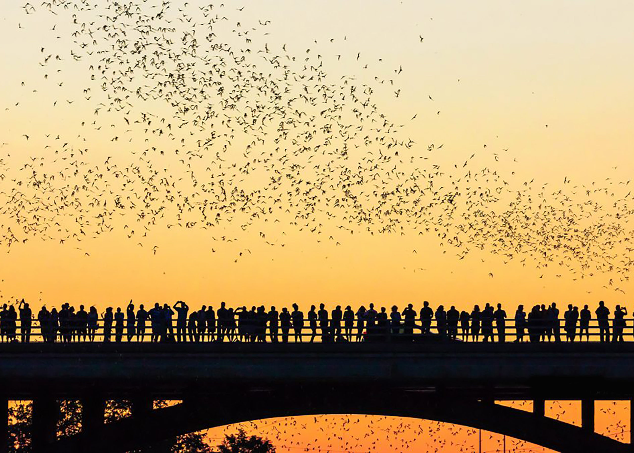 South Congress Ave bridge