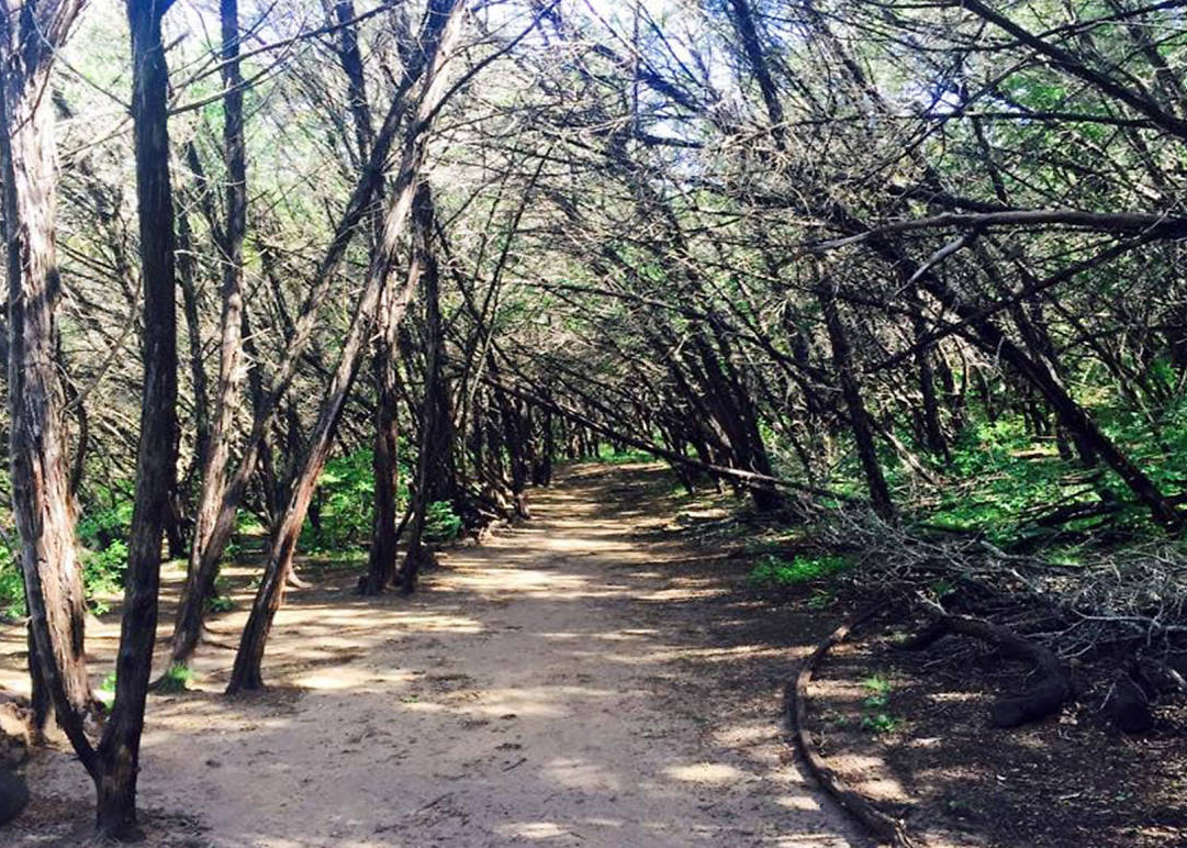 Trail in the woods