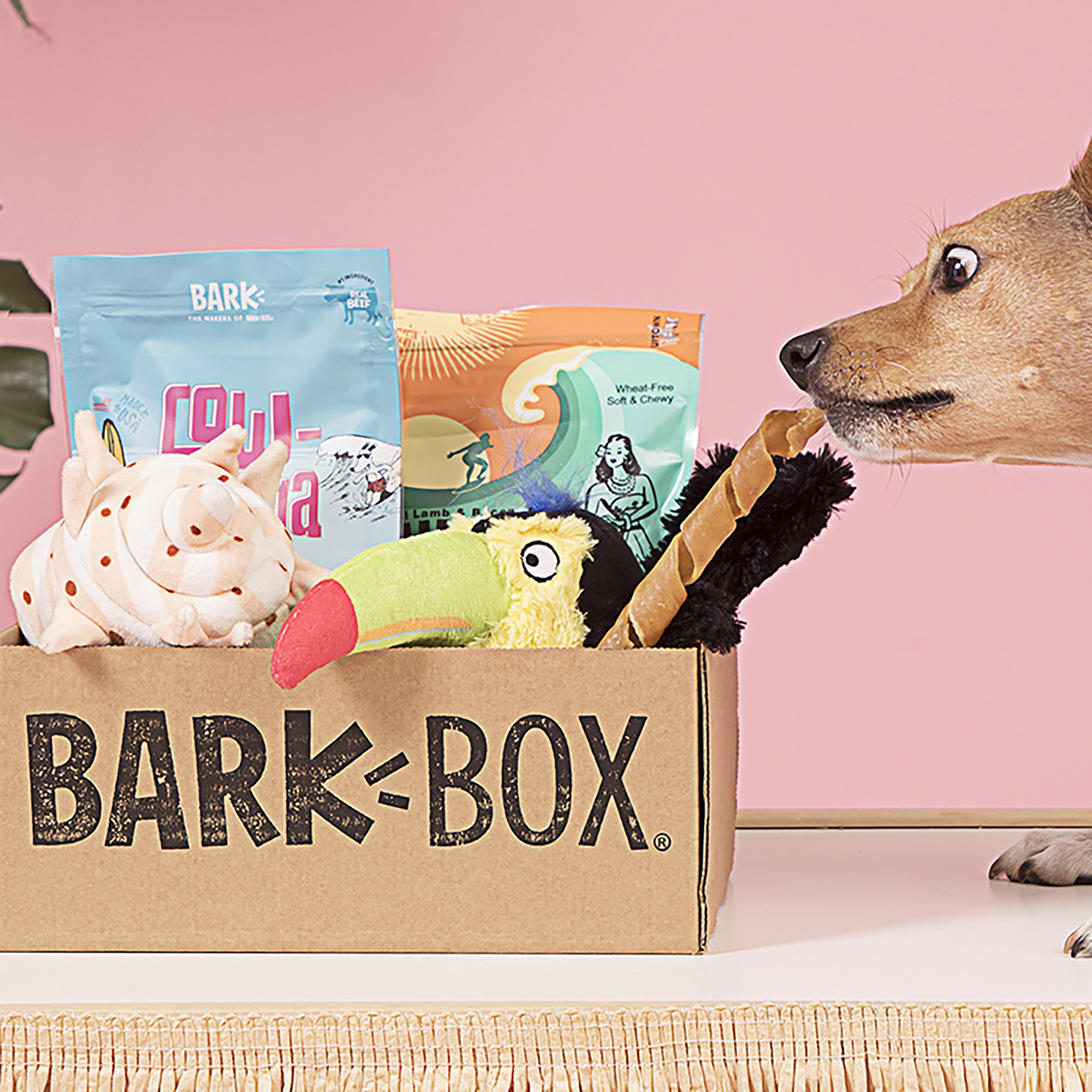 Bark Box