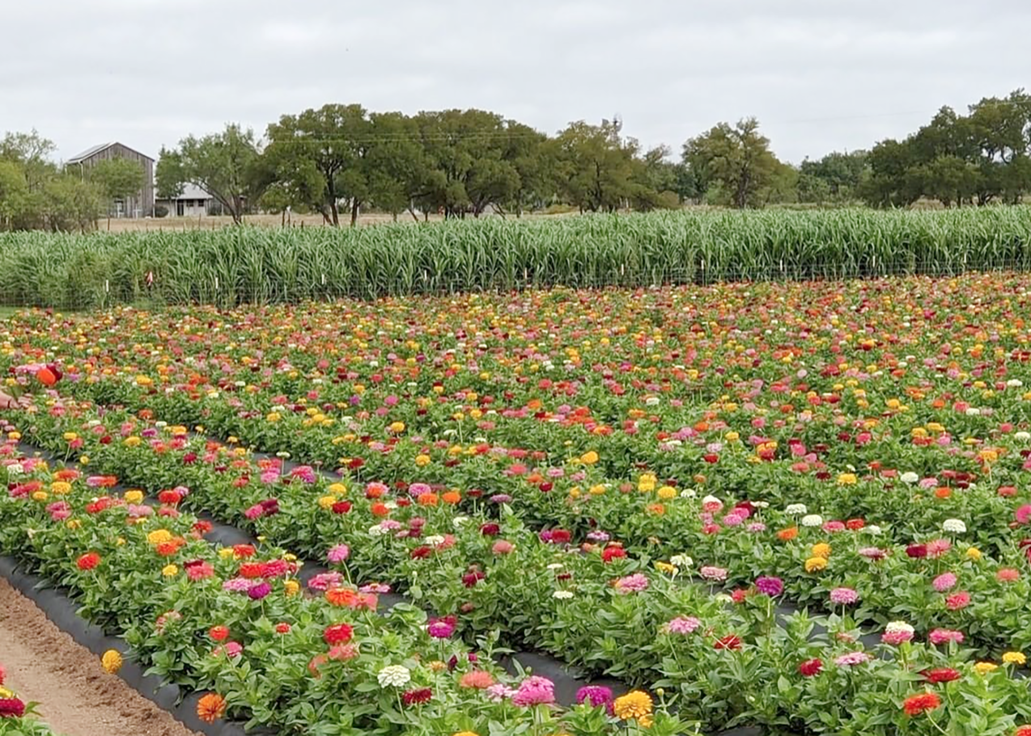 Rows of planted flowers