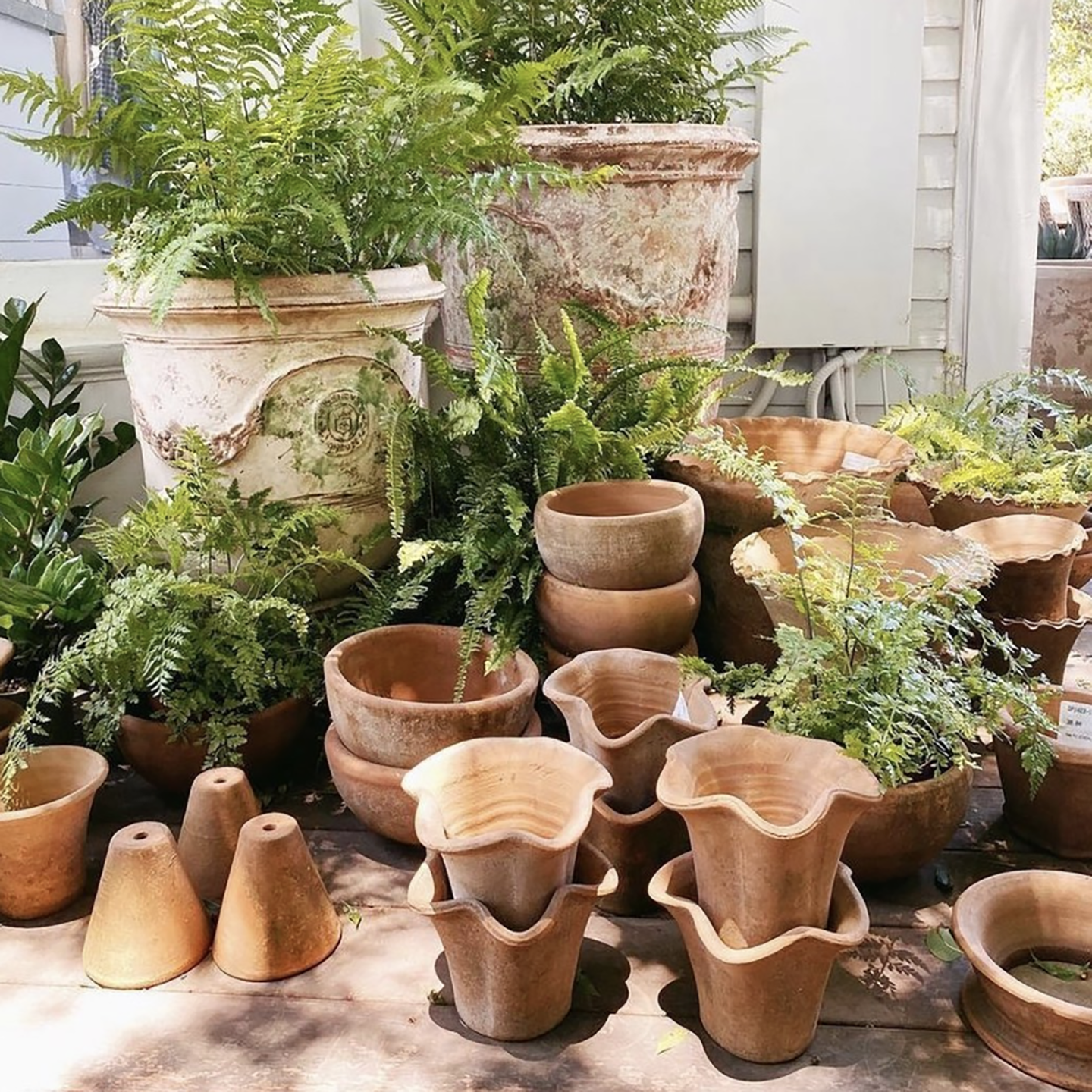 plants