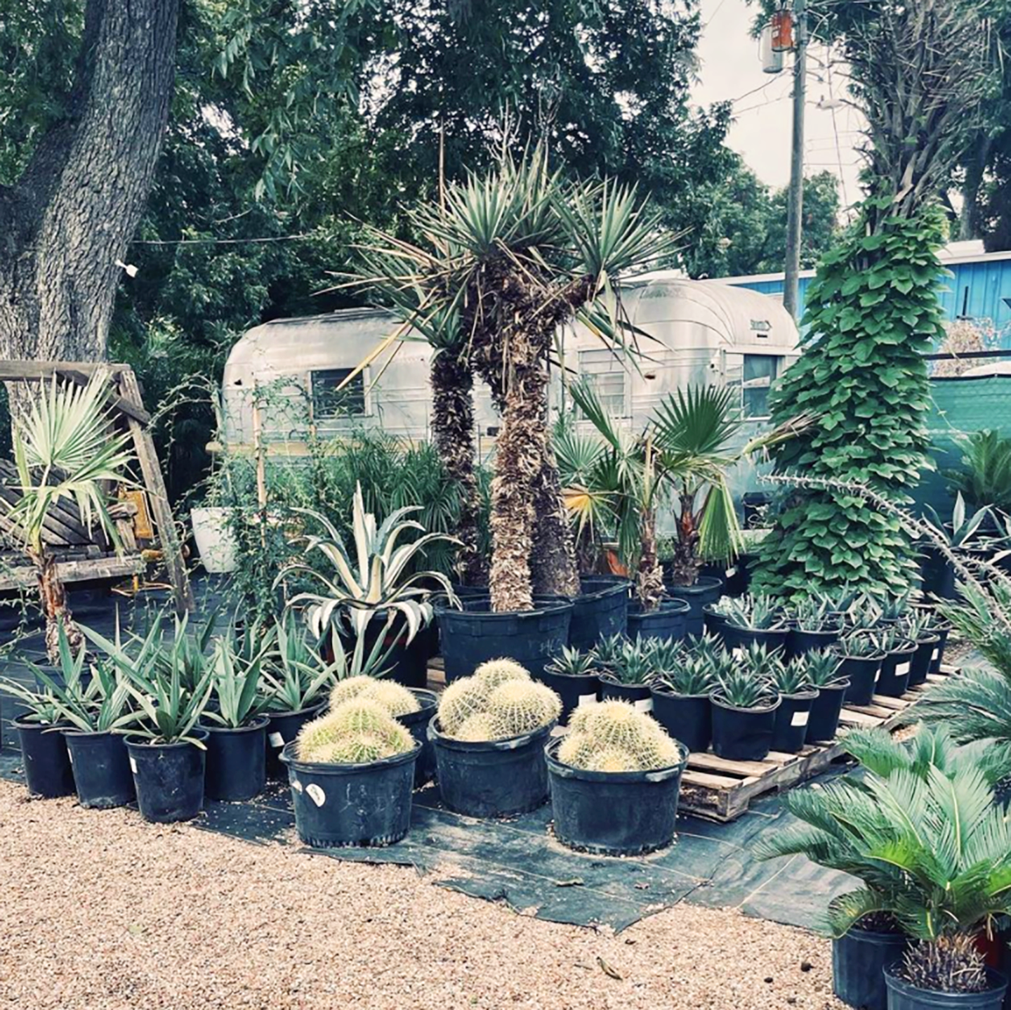 plants